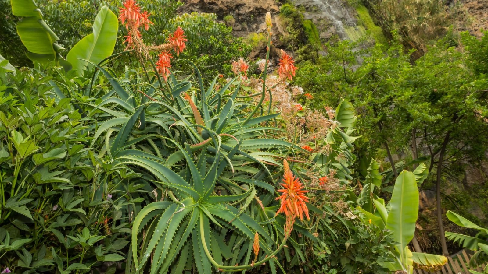 co-przywiezc-z-madery-przedstawiamy-najciekawsze-pamiatki-galeria-1