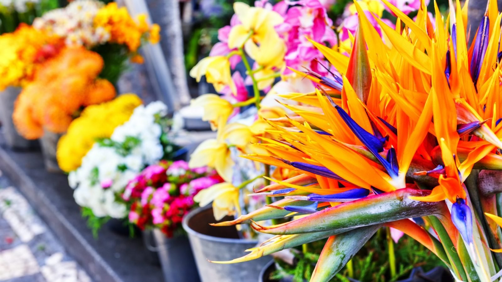 co-przywiezc-z-madery-przedstawiamy-najciekawsze-pamiatki-galeria-1