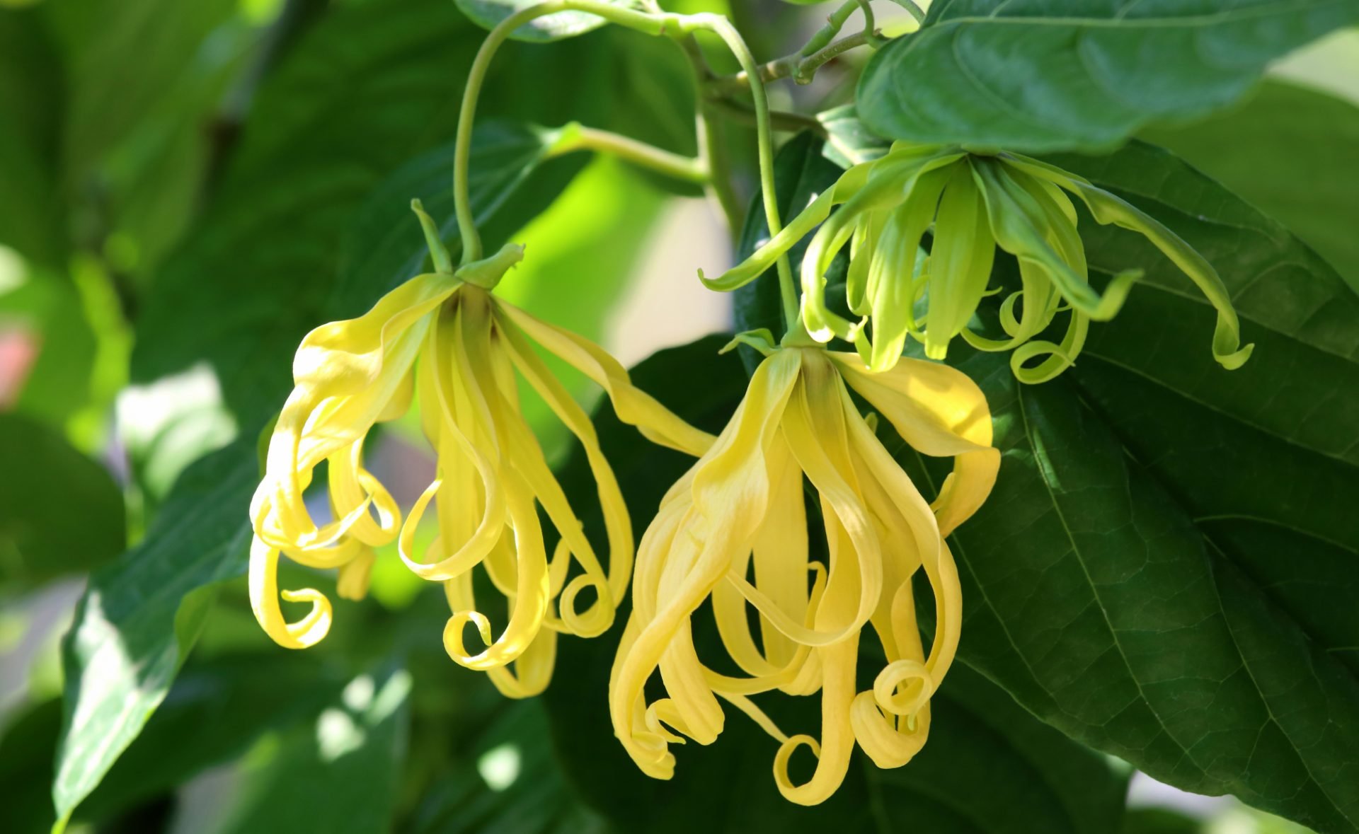 10-powodow-dla-ktorych-warto-odwiedzic-madagaskar-galeria-1