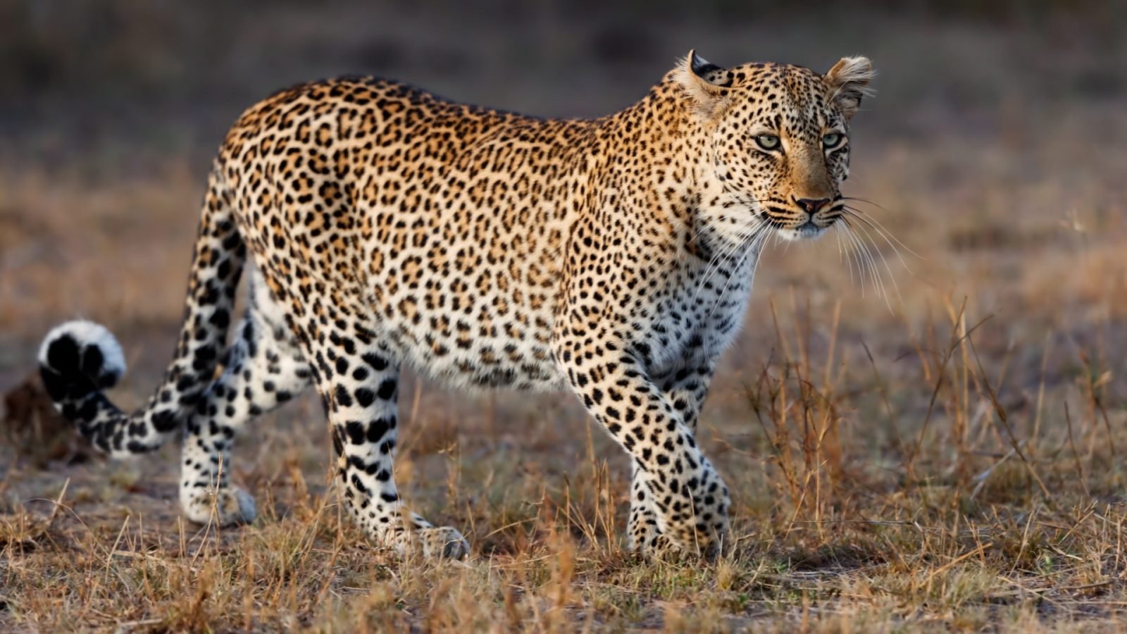 jak-wyglada-safari-w-kenii-galeria-1