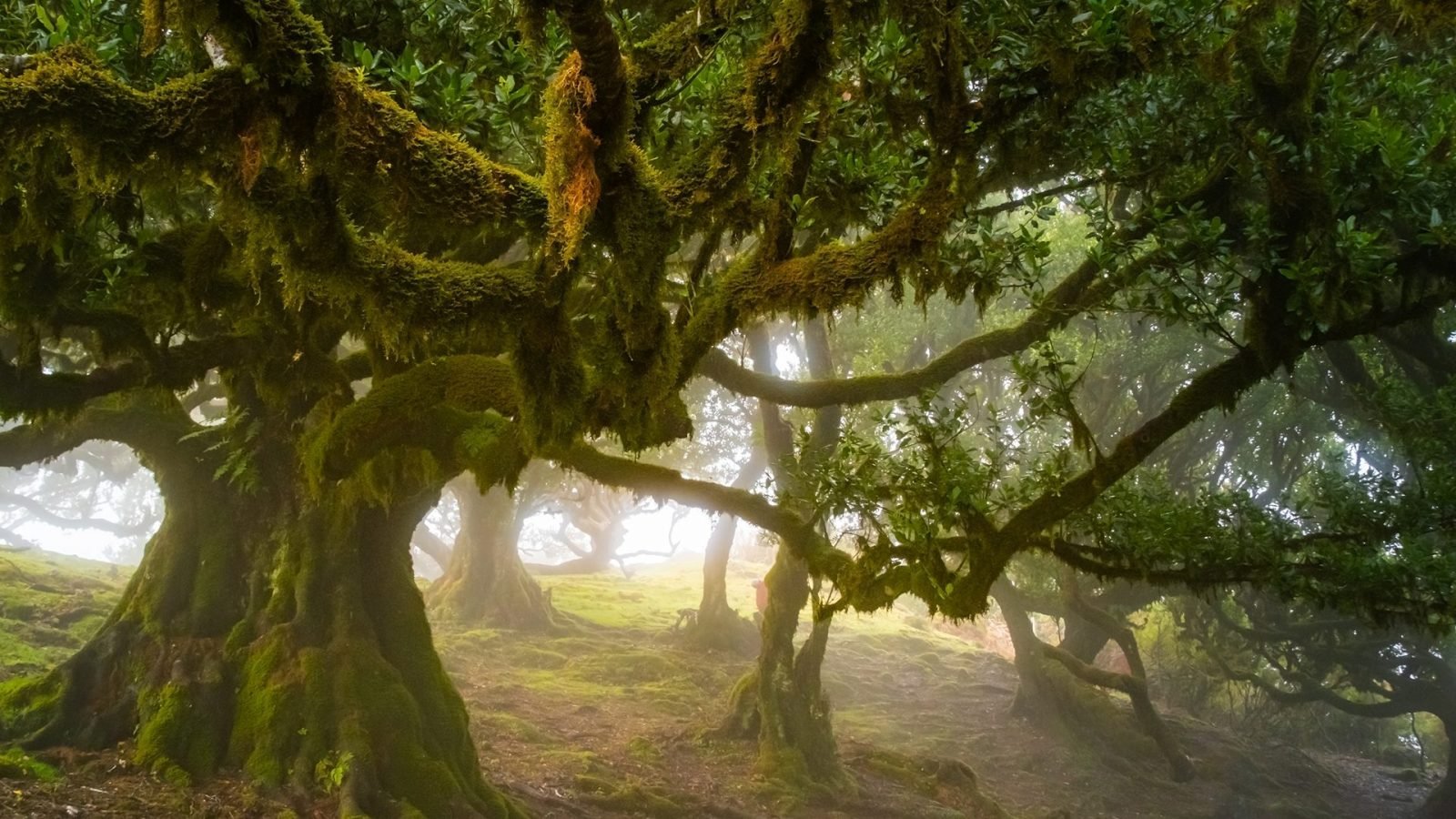 atrakcje-madery-co-zobaczyc-na-wyspie-wiecznej-wiosny-galeria-1