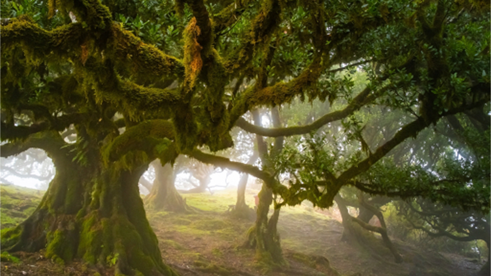 madera-co-warto-wiedziec-przed-wyjazdem-galeria-1