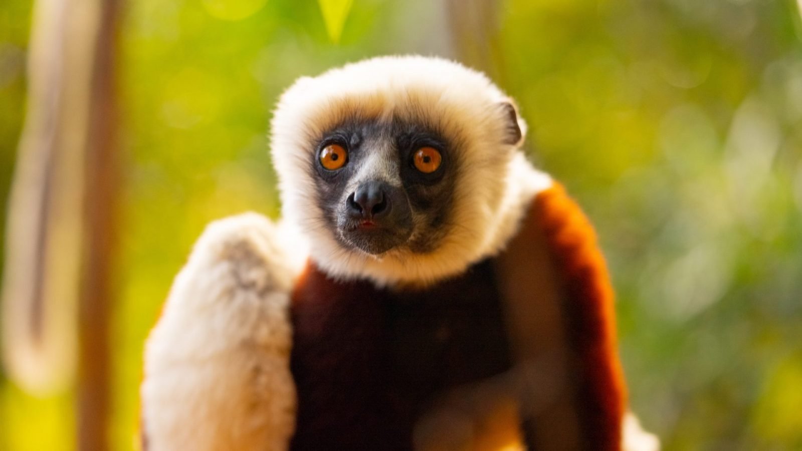lemur sifaka