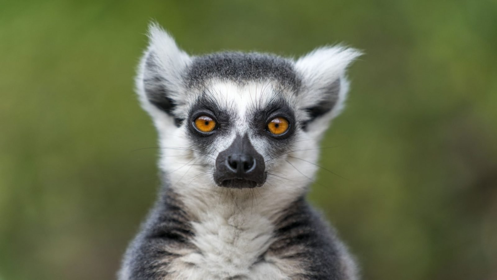 Lemury na Madagaskarze