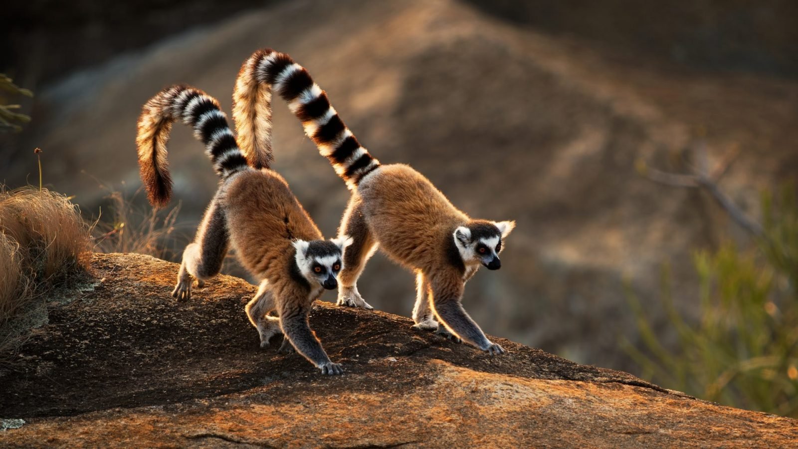 maurycy-bieniowski-poznaj-historie-polskiego-krola-madagaskaru-galeria-1