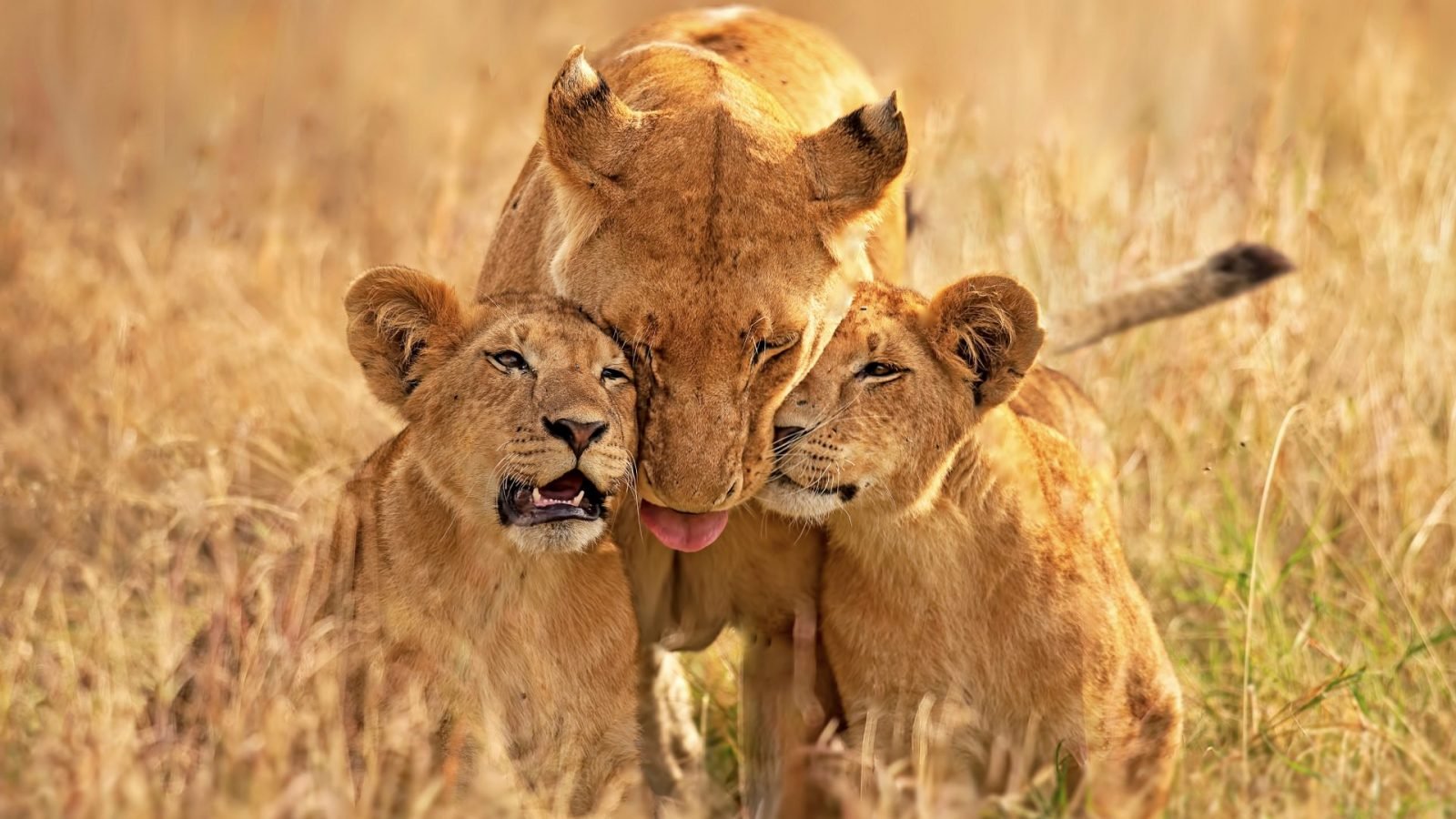 jak-wyglada-safari-w-kenii-galeria-2