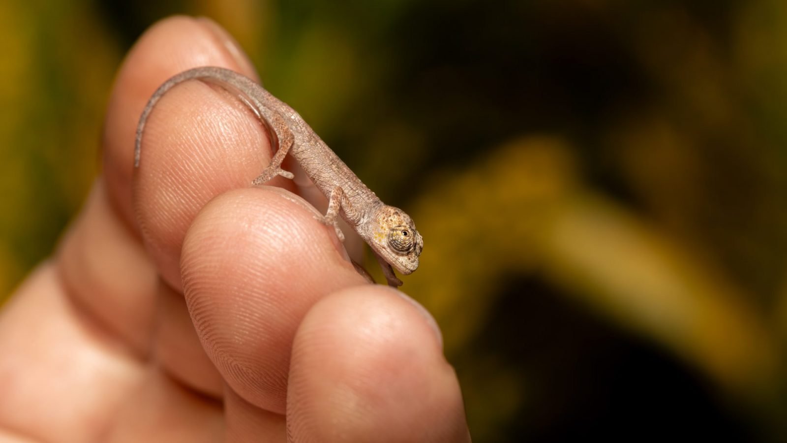 Najmniejszy kameleon na Madagaskarze