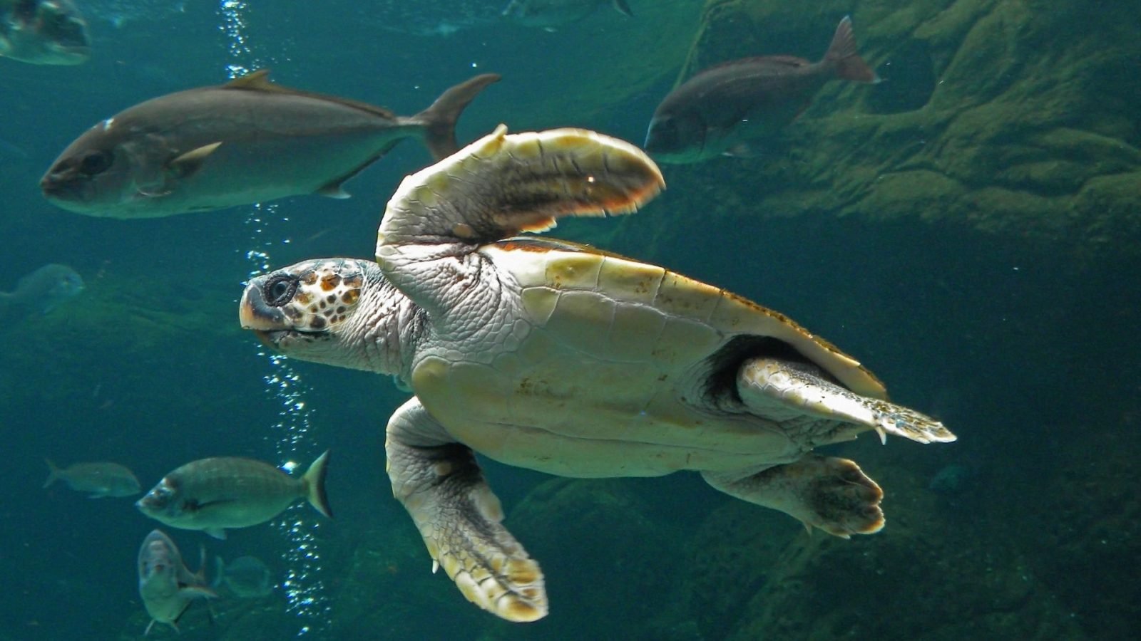 żółwie Careta Careta