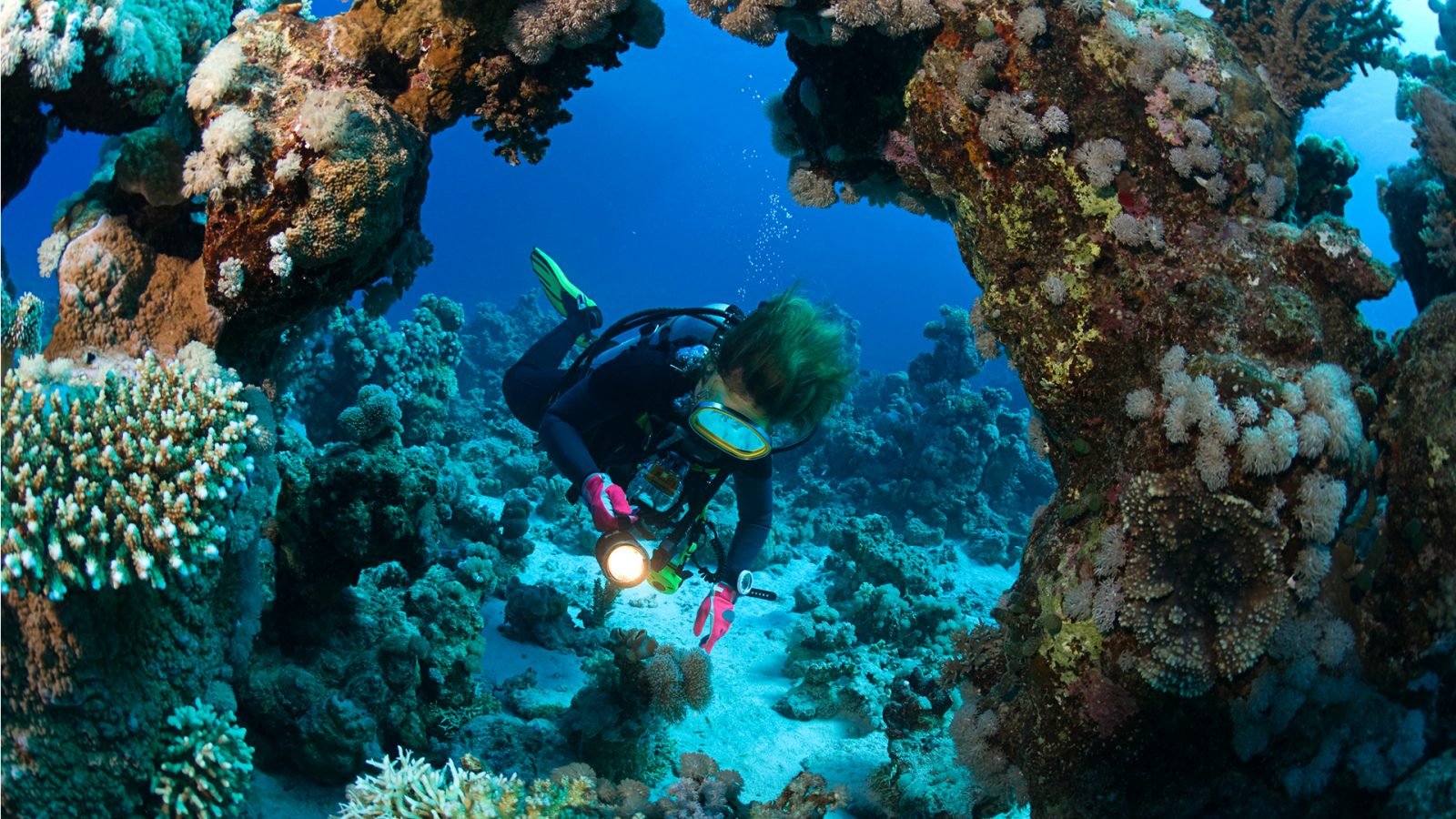 Nurek pływający w wodach Marsa Alam pomiędzy rafami koralowymi