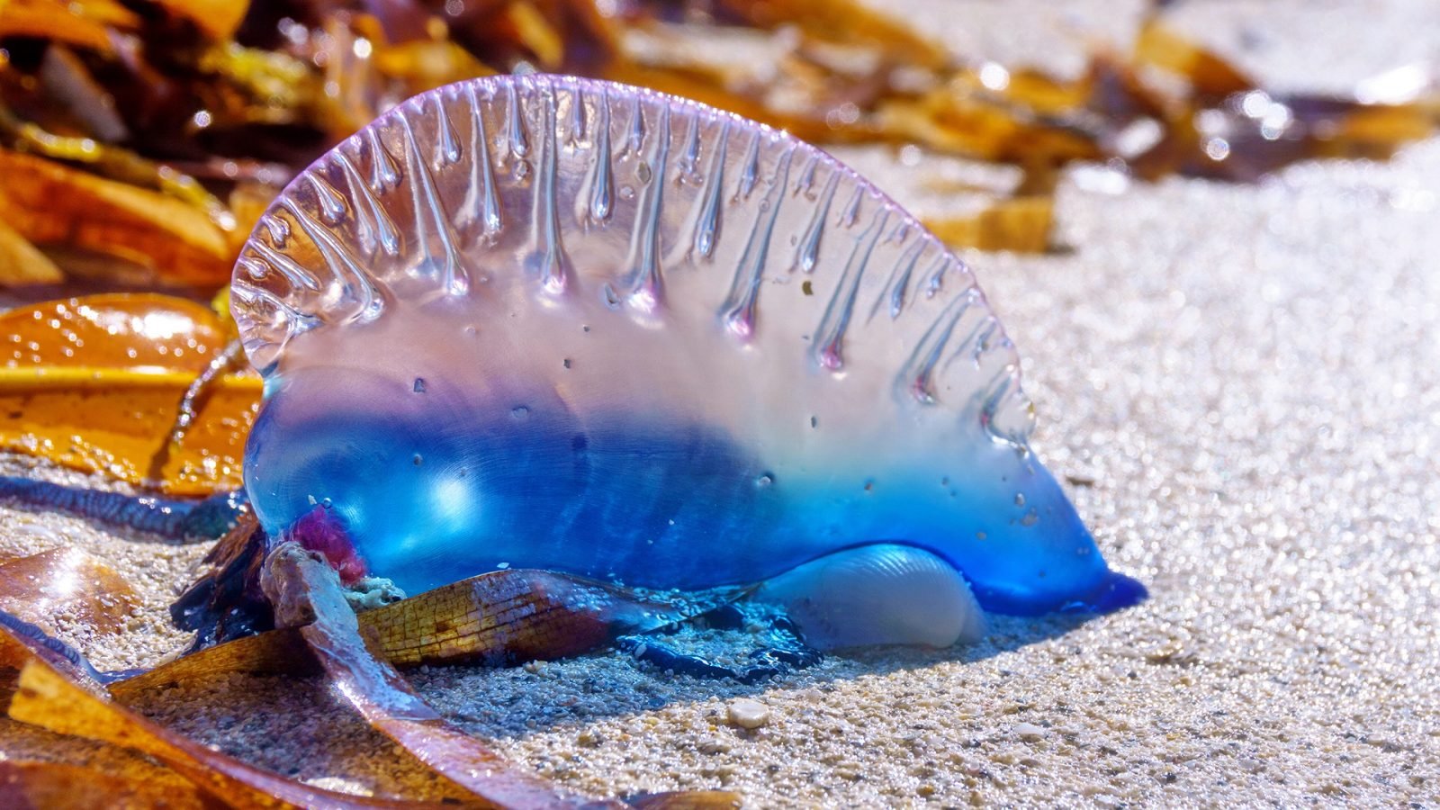 Meduza — żeglarz portugalski