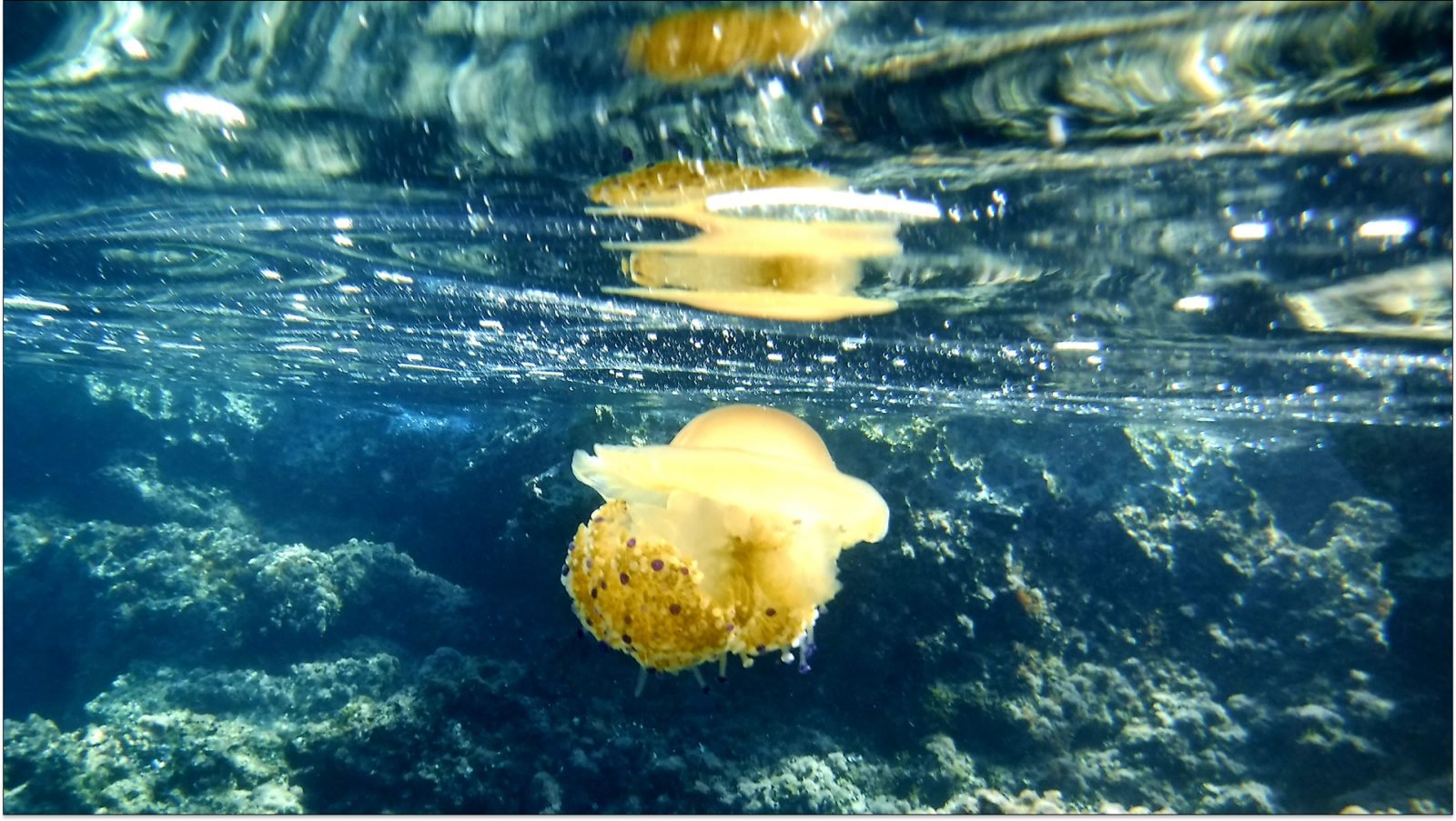 czy-w-chorwacji-sa-rekiny-galeria-1