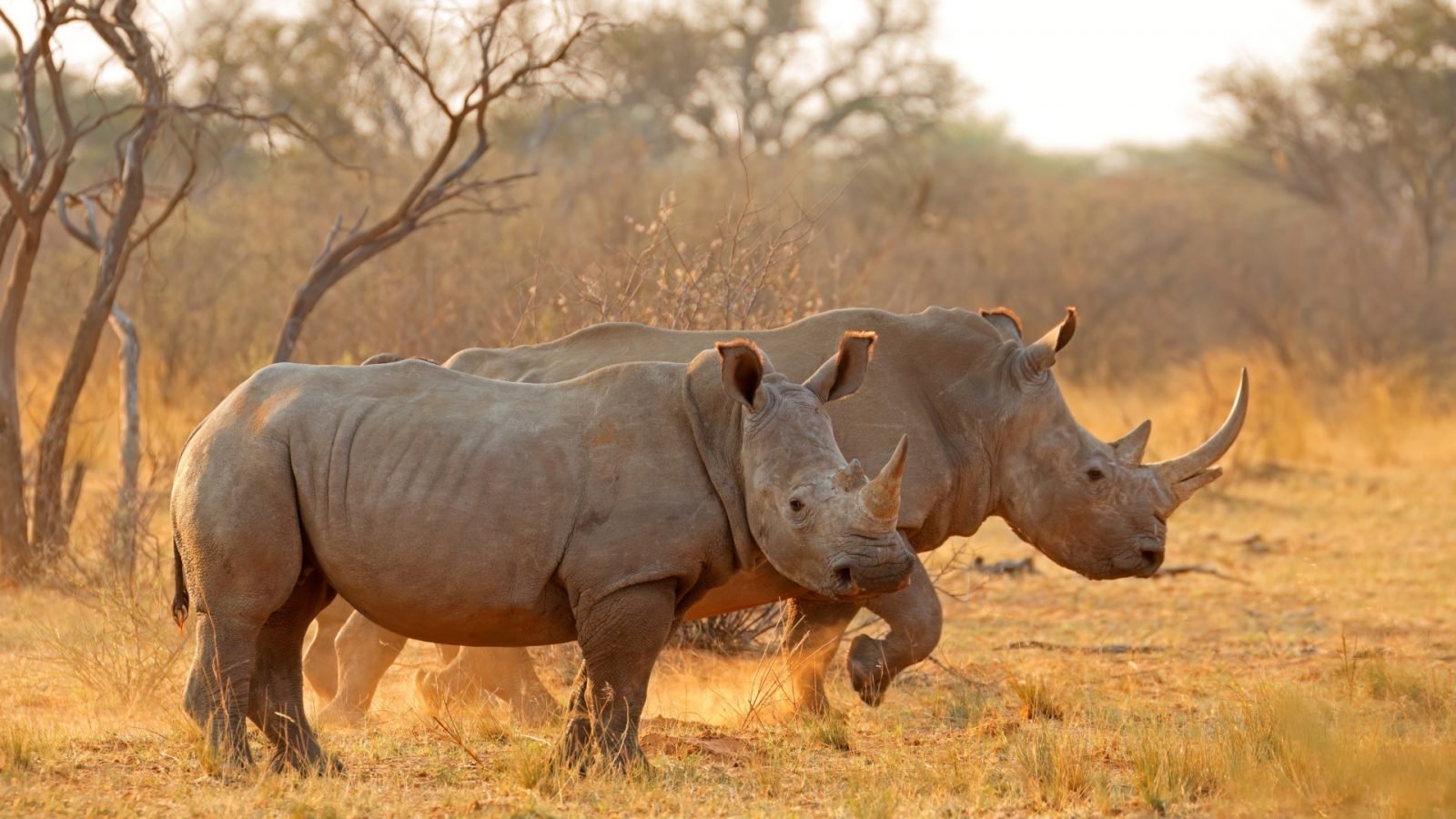 nosorozec-wielka-piatka