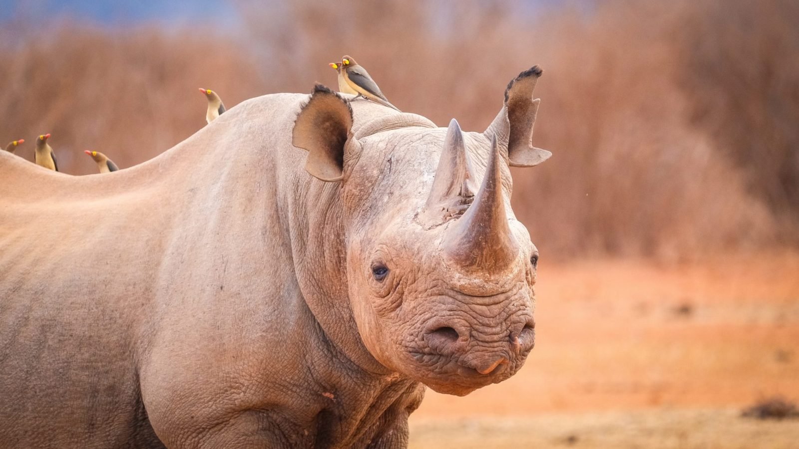 jak-wyglada-safari-w-kenii-galeria-1