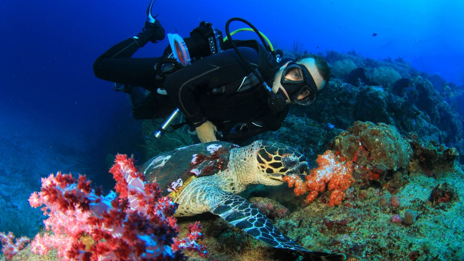 Nurkowanie na Langkawi