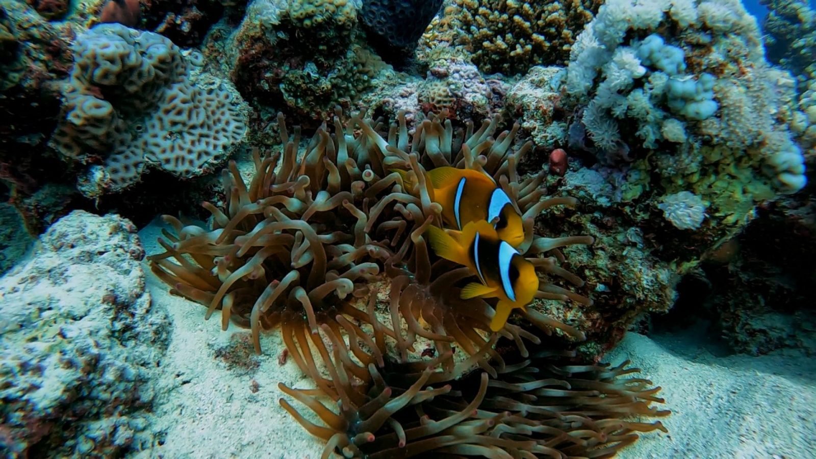 egipt nurkowanie gdzie najlepiej