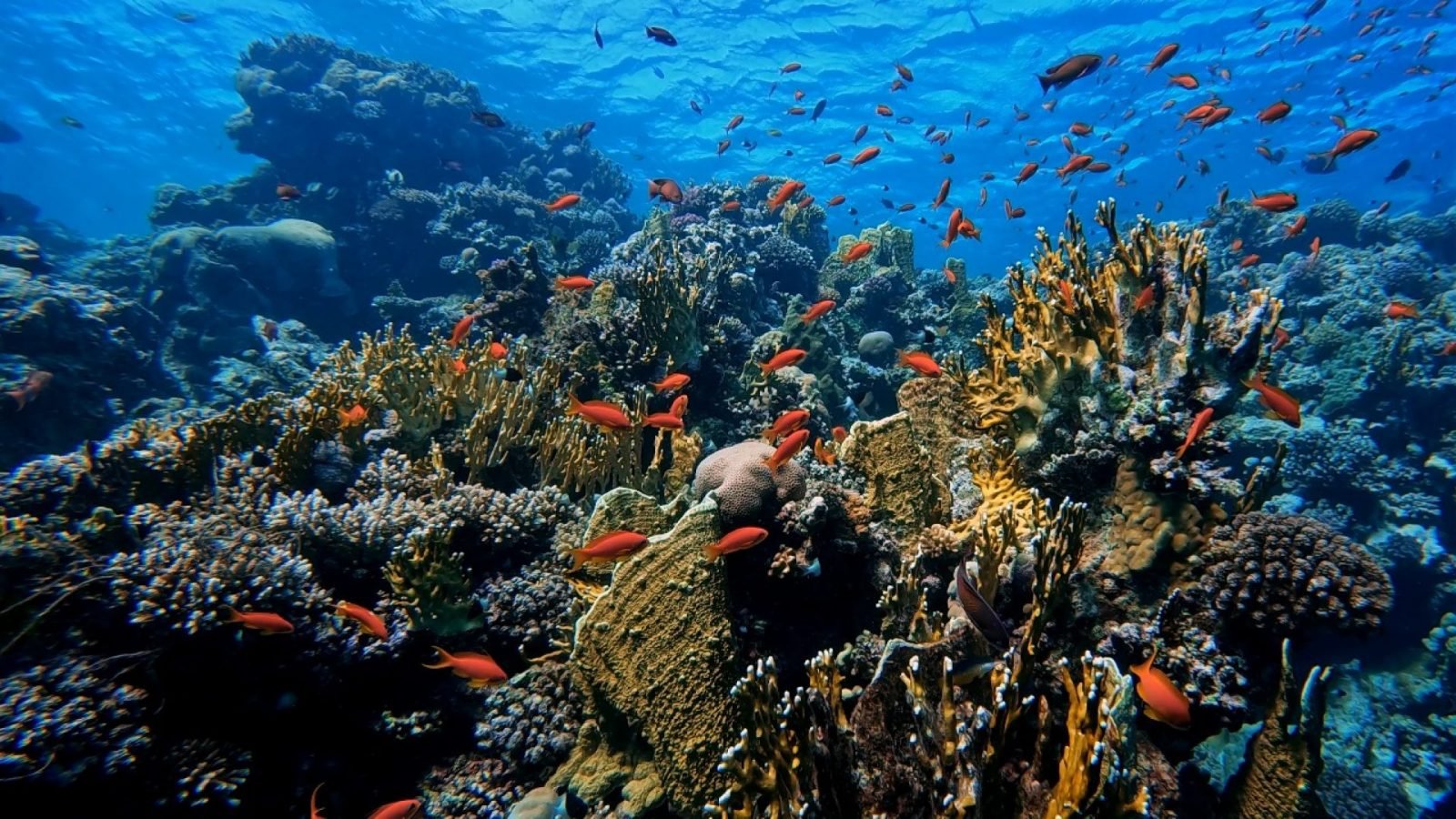 Miejsca do nurkowania Egipt