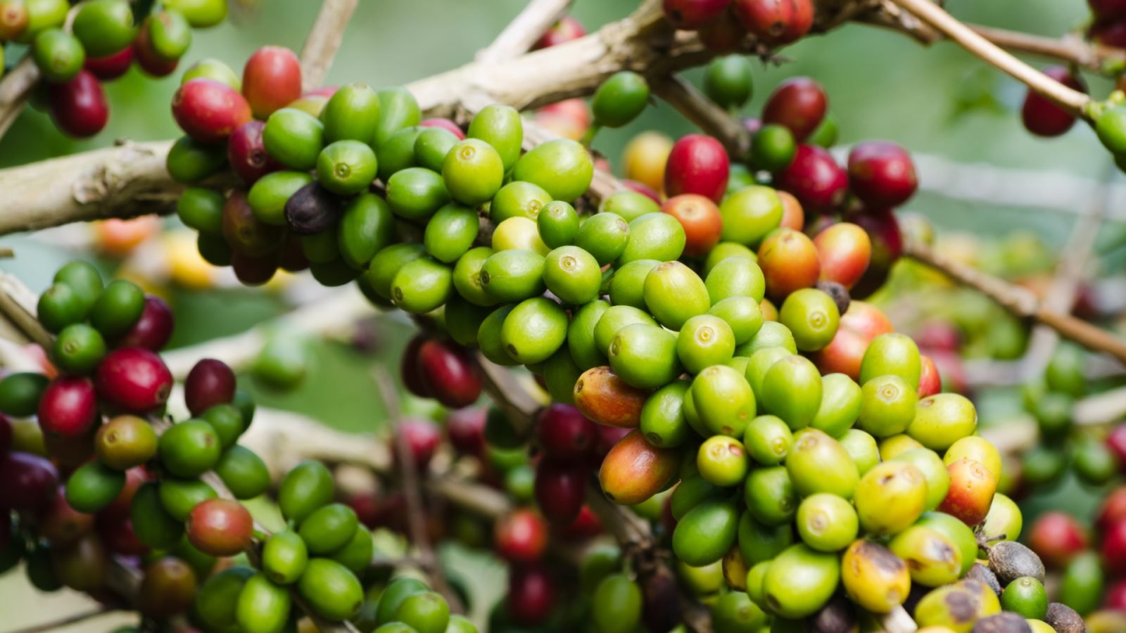 atrakcje-turystyczne-brazylii-poznaj-10-powodow-by-tam-pojechac-galeria-2