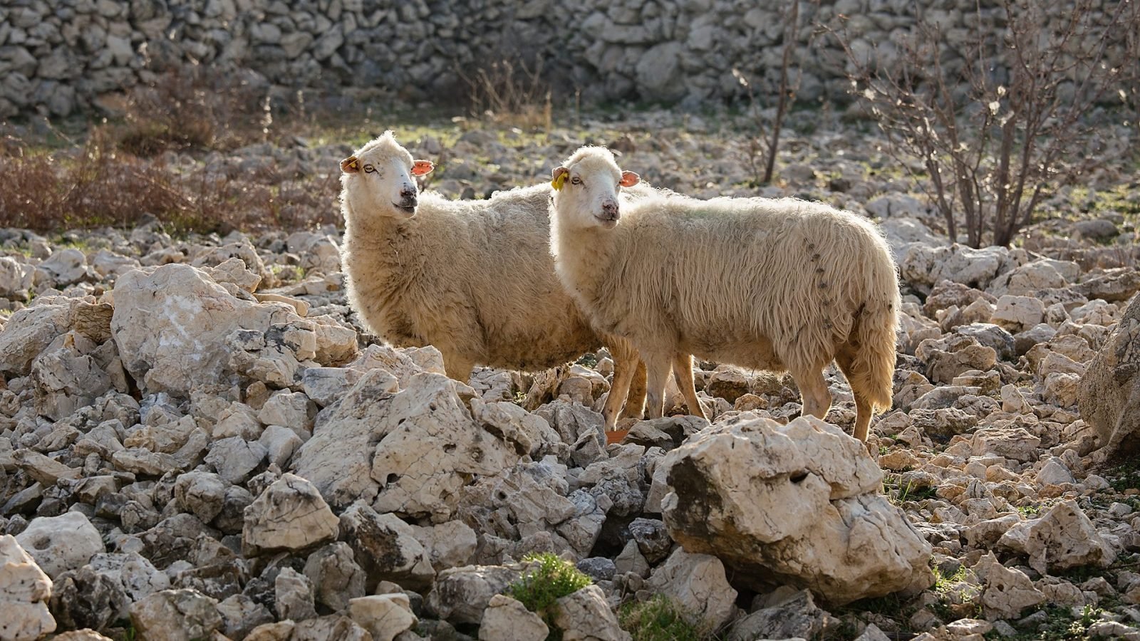 chorwackie-jedzenie-co-zjesz-w-chorwacji-galeria-2