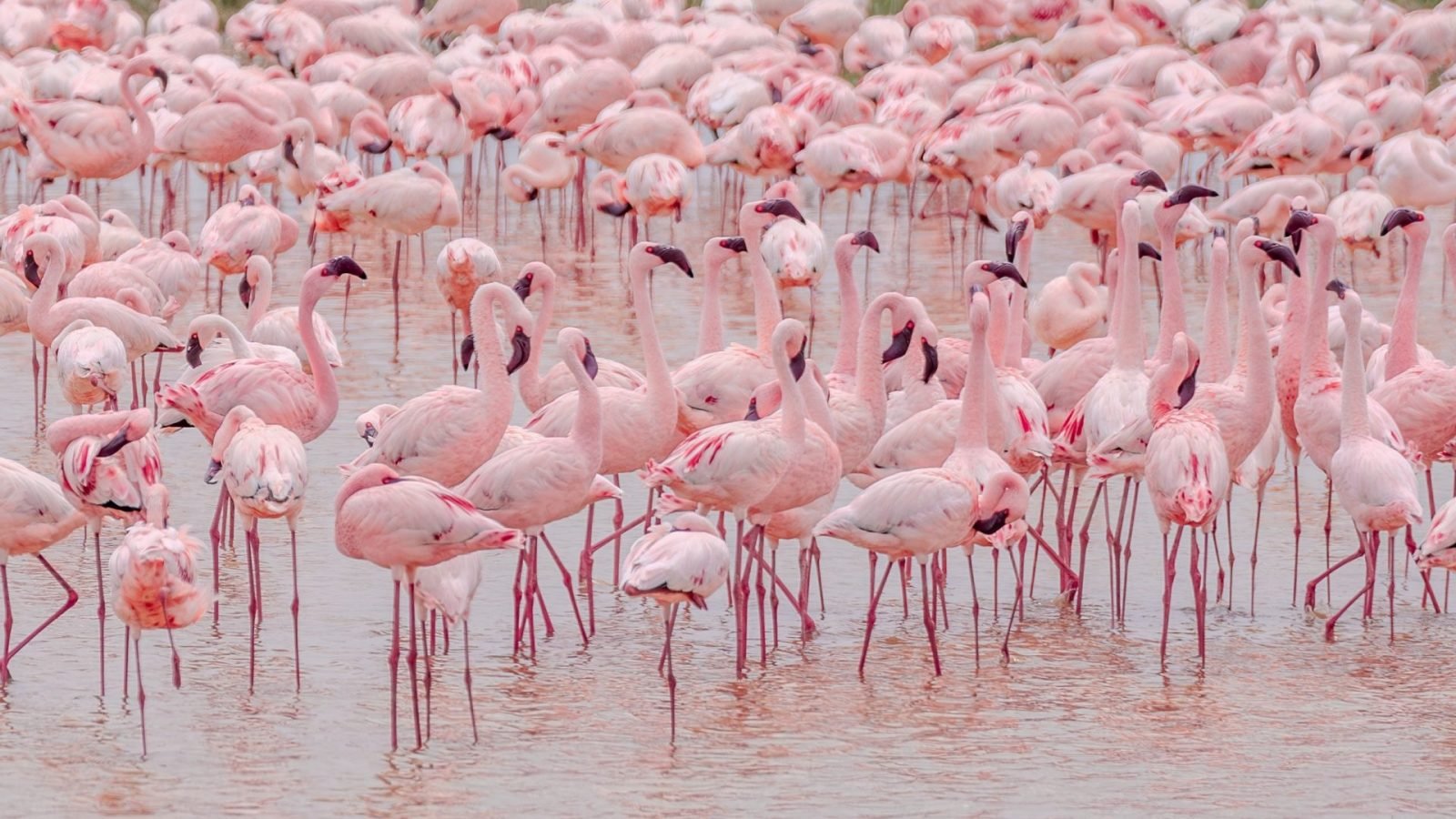 jak-wyglada-safari-w-kenii-galeria-2