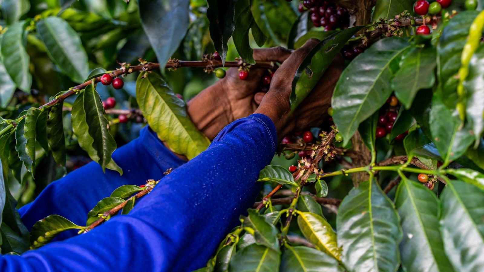 gdzie-na-karaiby-przeglad-najpiekniejszych-wysp-karaibskich-galeria-2