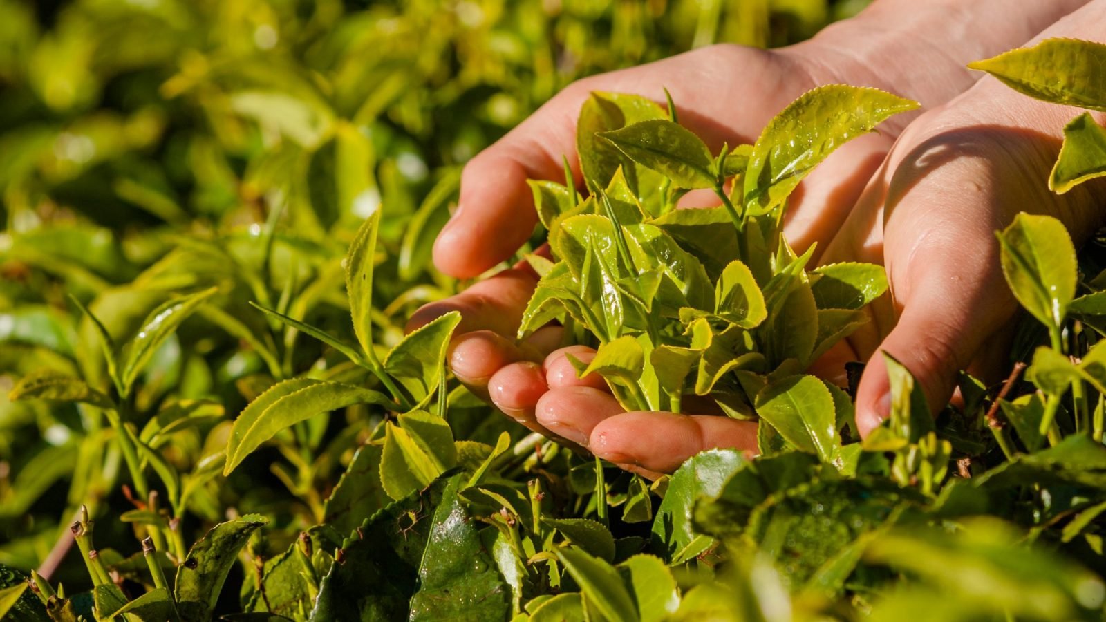 herbata-cejlonska-dowiedz-sie-wiecej-o-herbacie-ze-sri-lanki-galeria-2