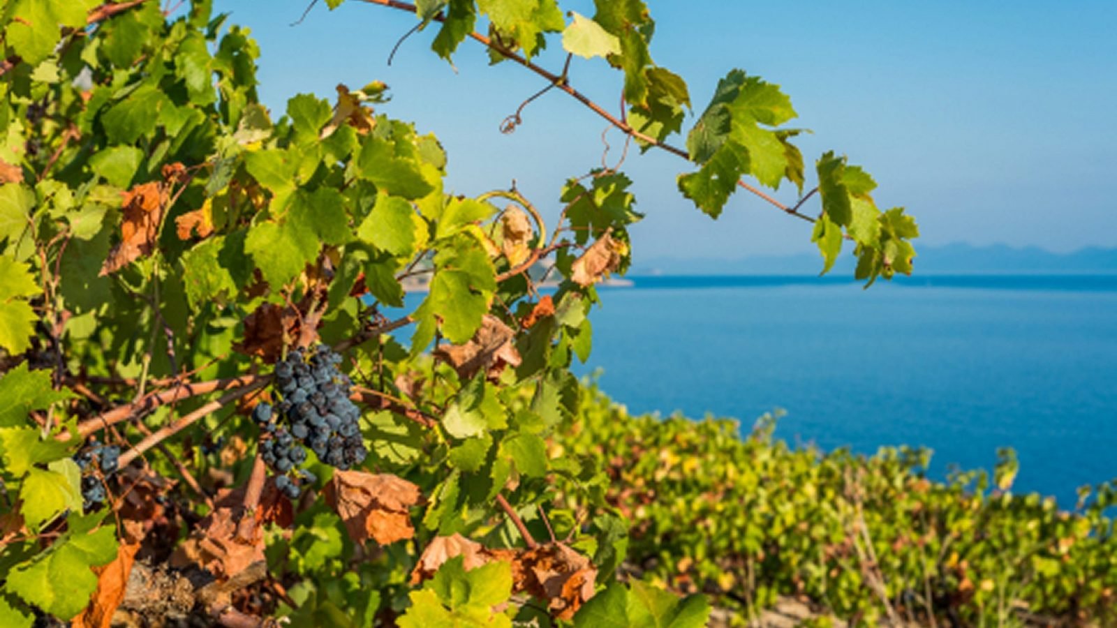 chorwackie-jedzenie-co-zjesz-w-chorwacji-galeria-1