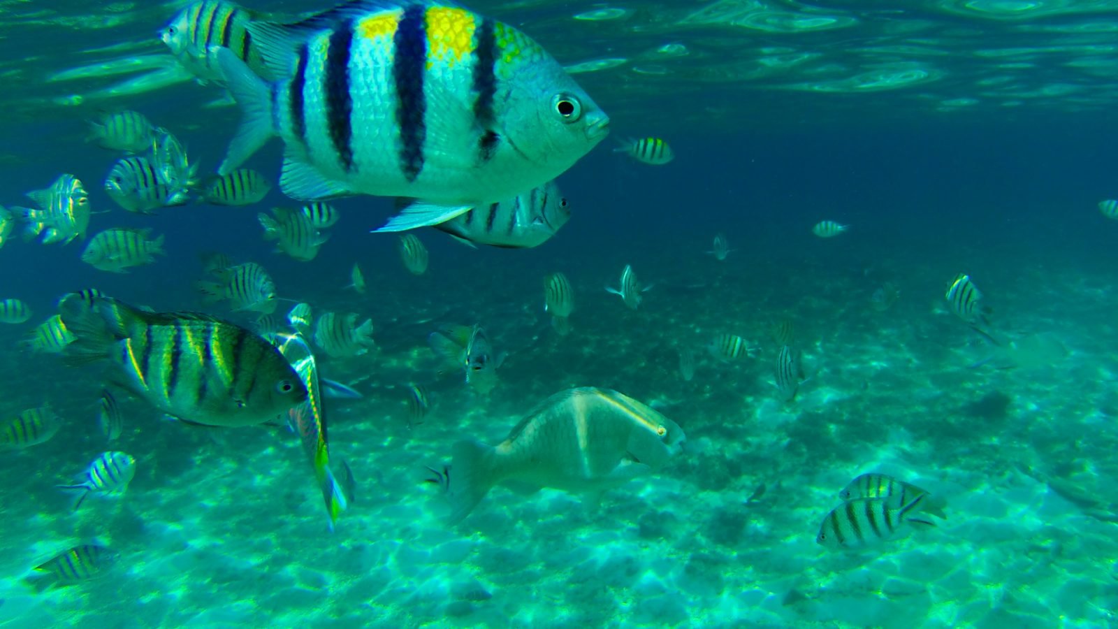 Tropikalne ryby na Langkawi