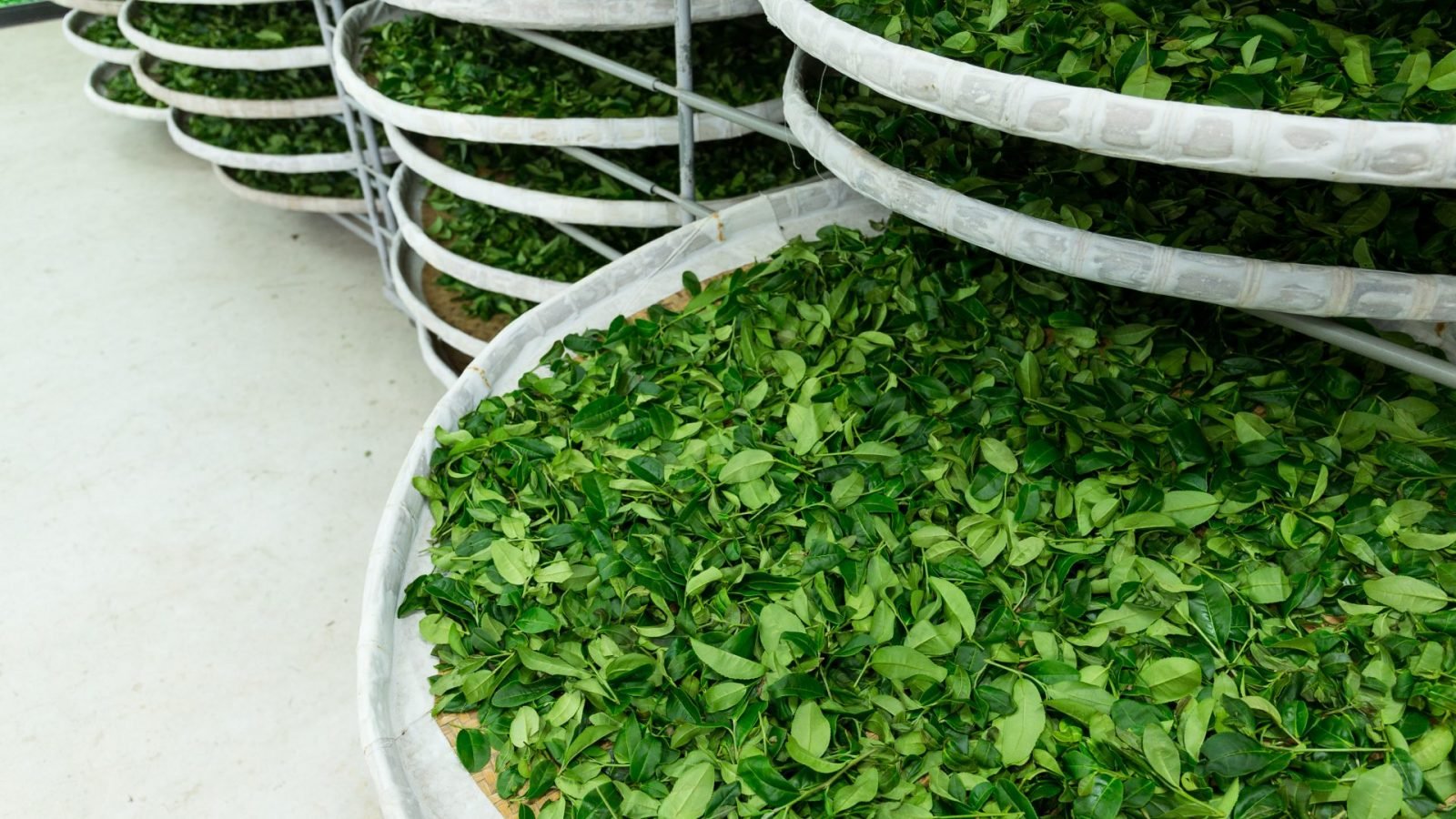 herbata-cejlonska-dowiedz-sie-wiecej-o-herbacie-ze-sri-lanki-galeria-2