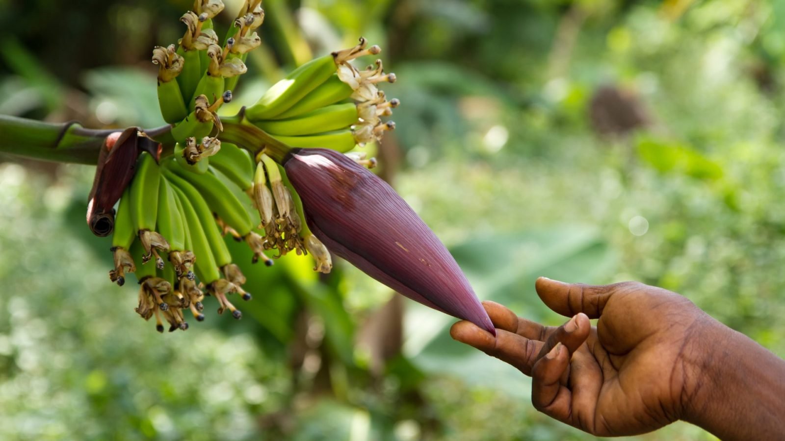 co-przywiezc-z-zanzibaru-przedstawiamy-najciekawsze-pamiatki-galeria-3