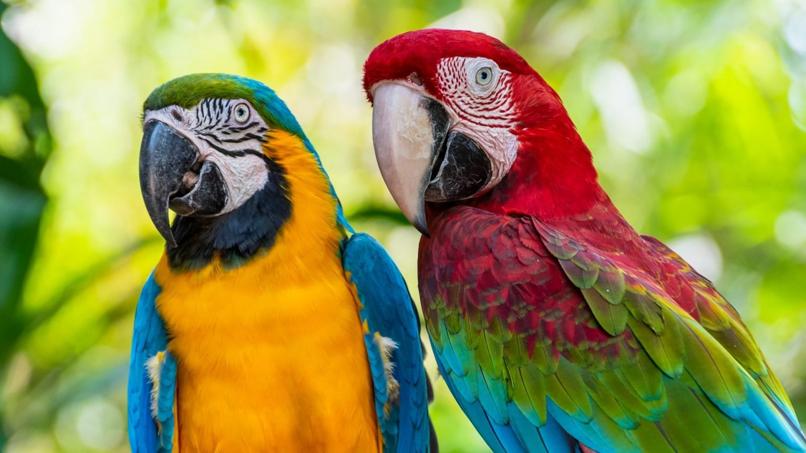 atrakcje-turystyczne-brazylii-poznaj-10-powodow-by-tam-pojechac-galeria-1