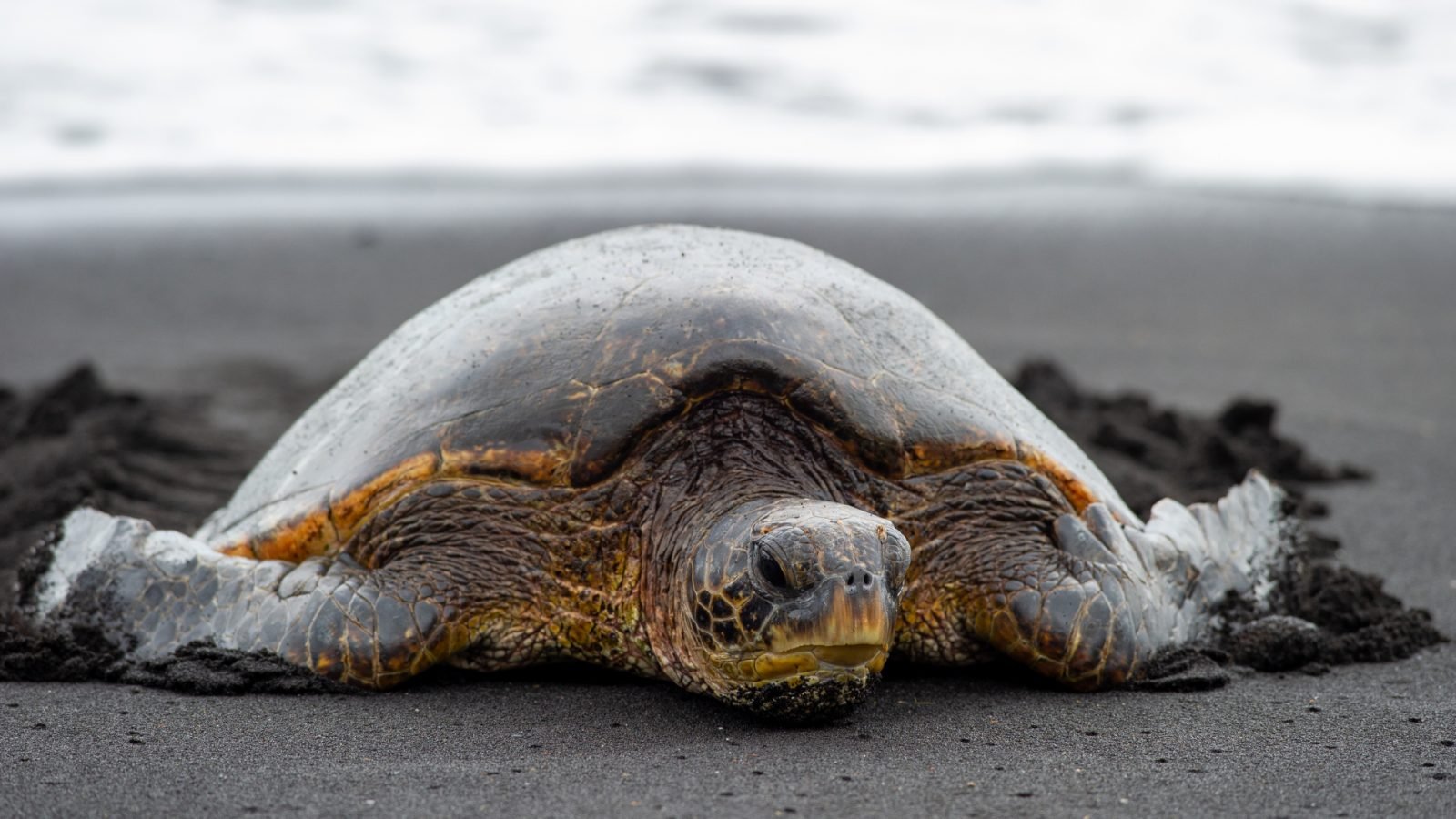 Żółw na czarnej plaży 