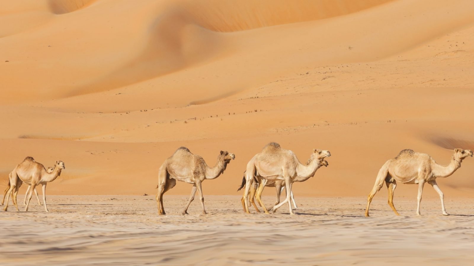 zjednoczone-emiraty-arabskie-to-nie-tylko-dubaj-galeria-1