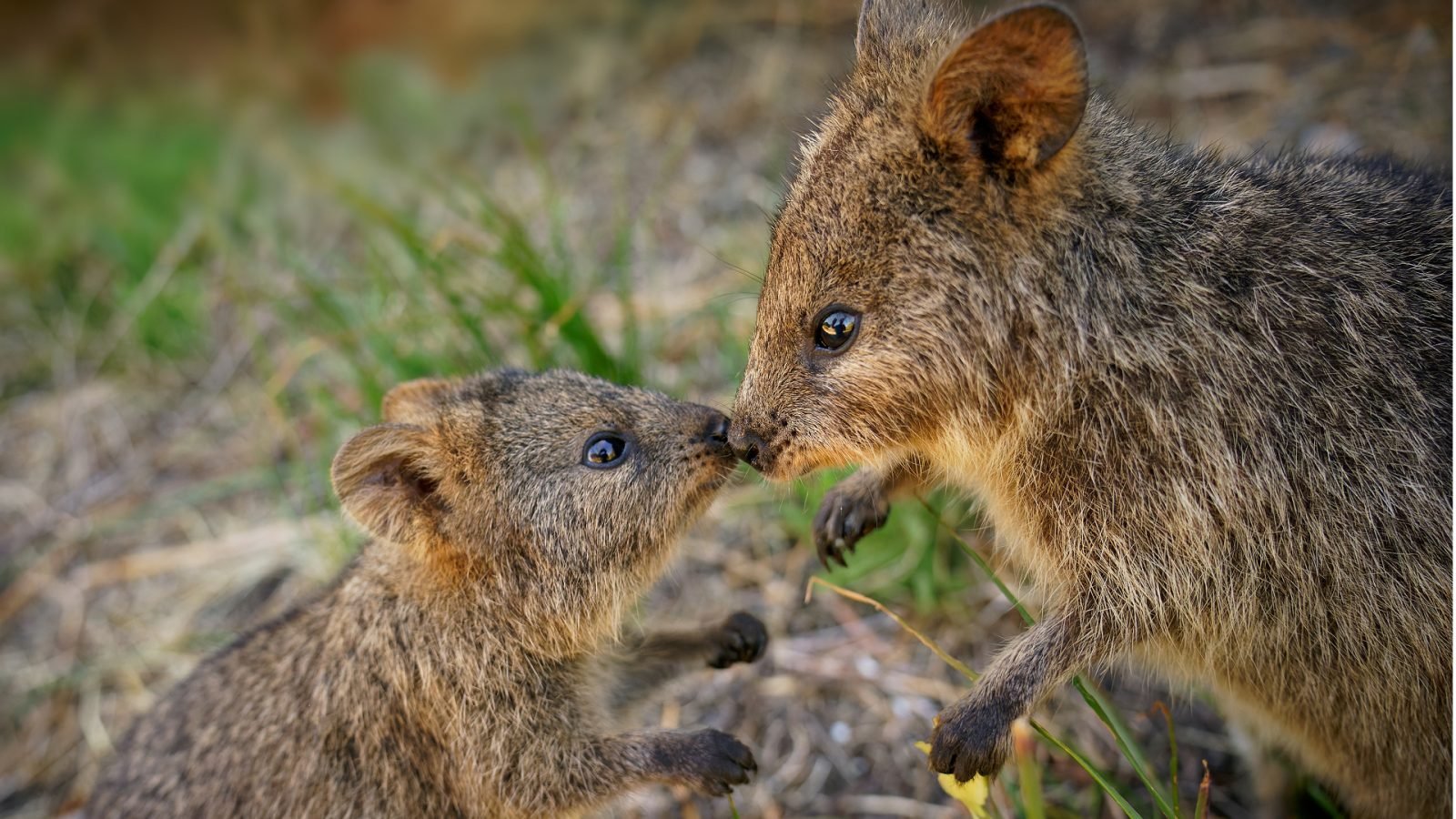 niezwykle-zwierzeta-australii-galeria-1