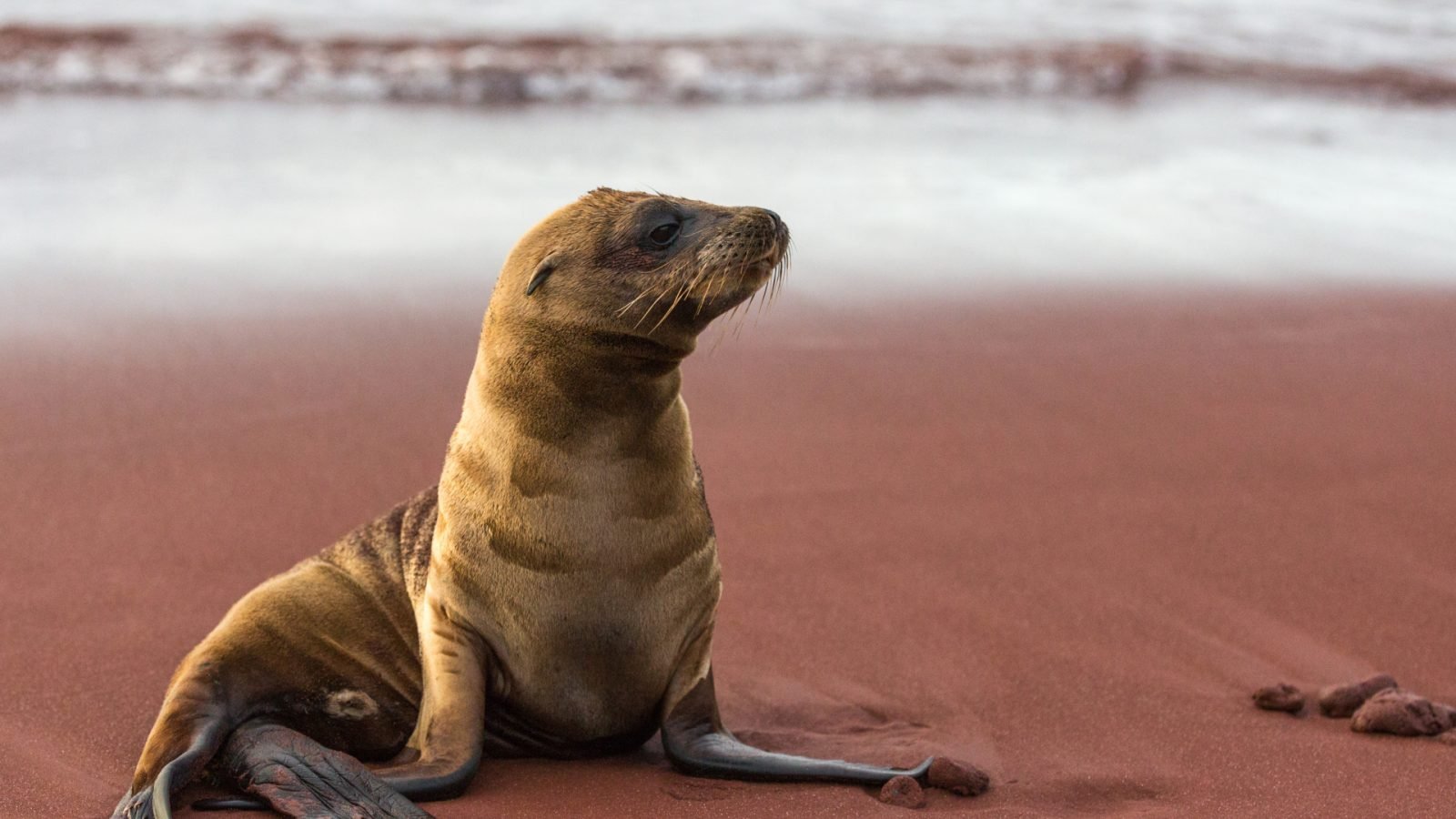 Rábida Island - czerwona plaża