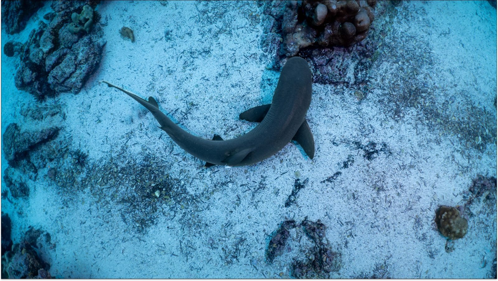 czy-w-chorwacji-sa-rekiny-galeria-1