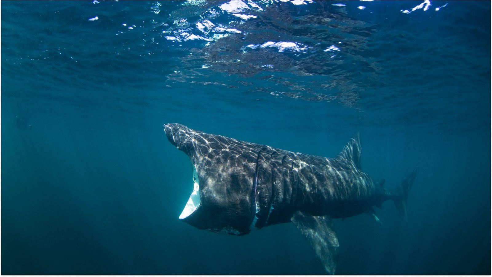 czy-w-chorwacji-sa-rekiny-galeria-2