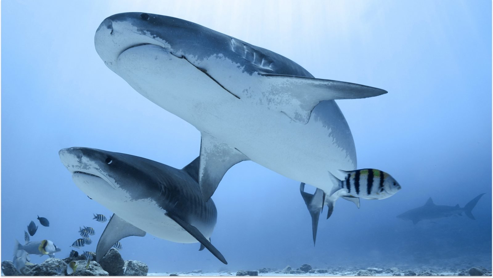 czy-w-egipcie-sa-rekiny-informacja