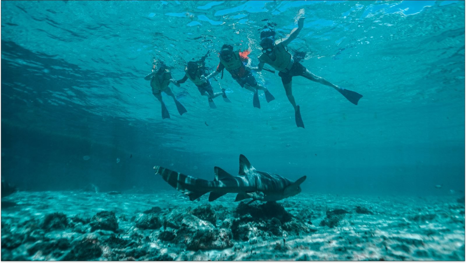 czy-w-chorwacji-sa-rekiny-galeria-1