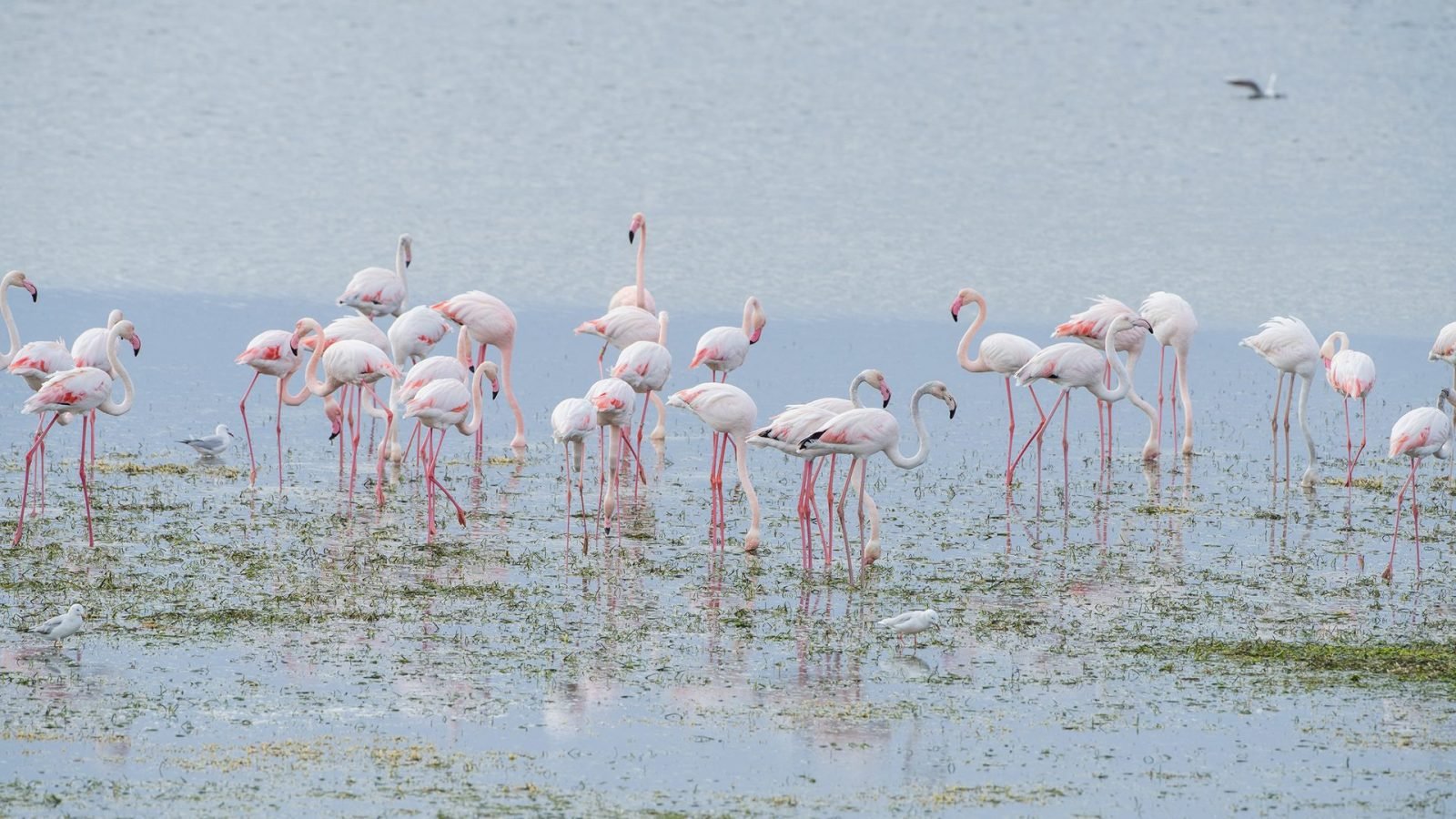 djerba-atrakcje-poznaj-najciekawsze-miejsca-na-wyspie-tunezji-galeria-1