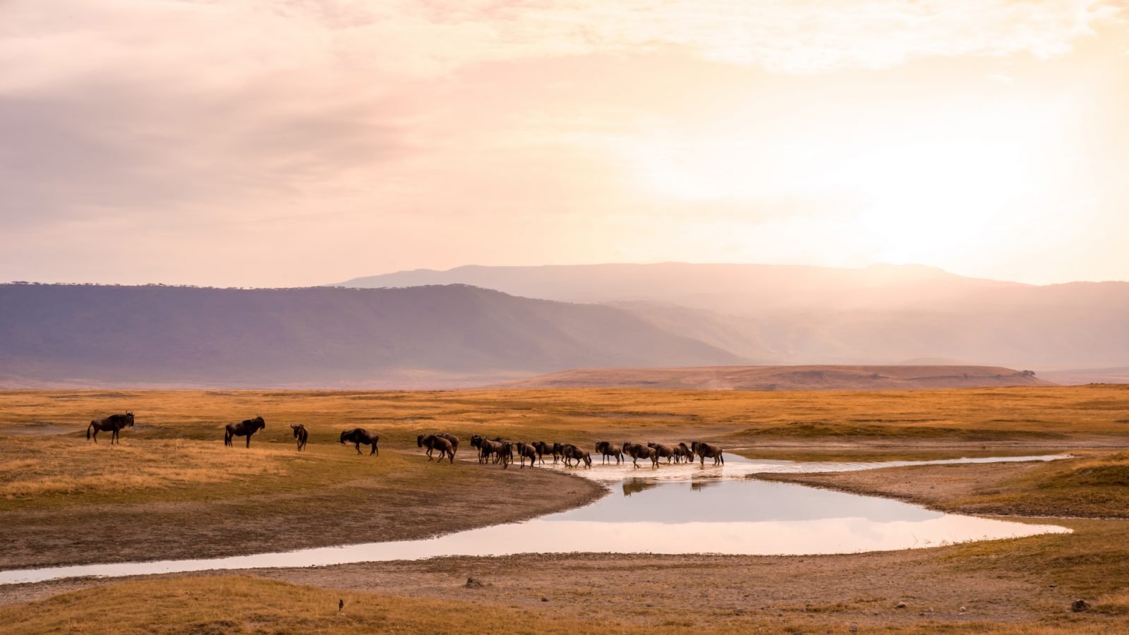 dokad-pojechac-na-safari-w-afryce-top3-kierunki-galeria-1