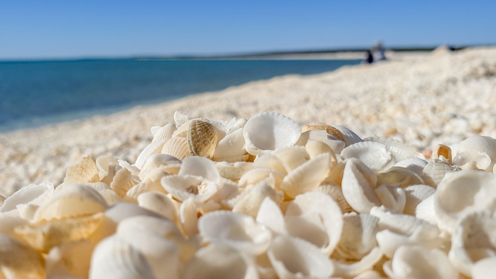 Shell Beach - Australia 