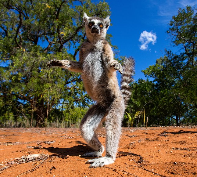 Lemur na Madagaskarze