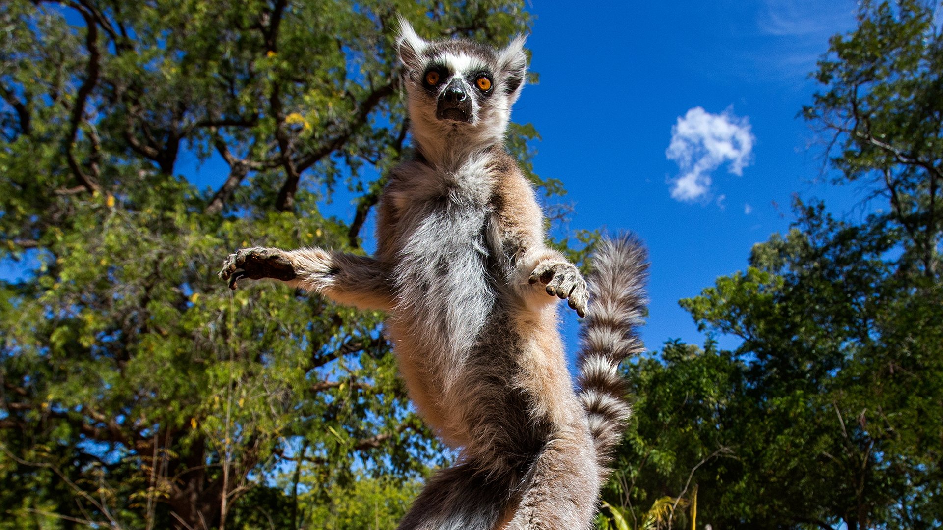 Lemur na Madagaskarze