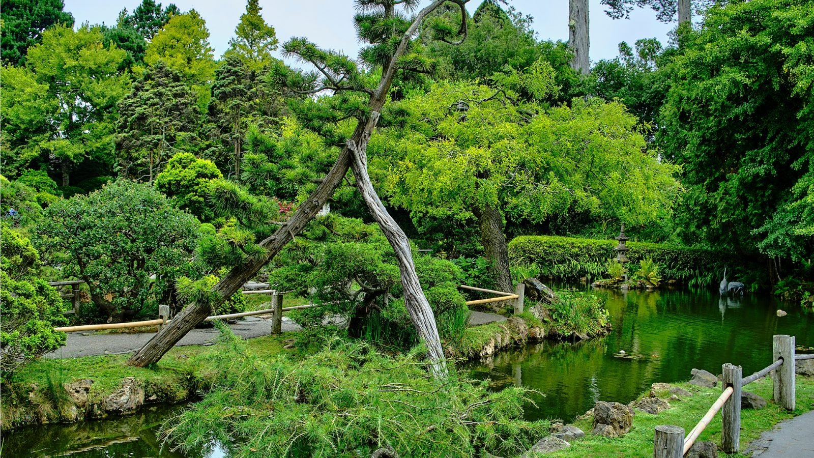 Japoński ogród herbaciany pełny zieleni