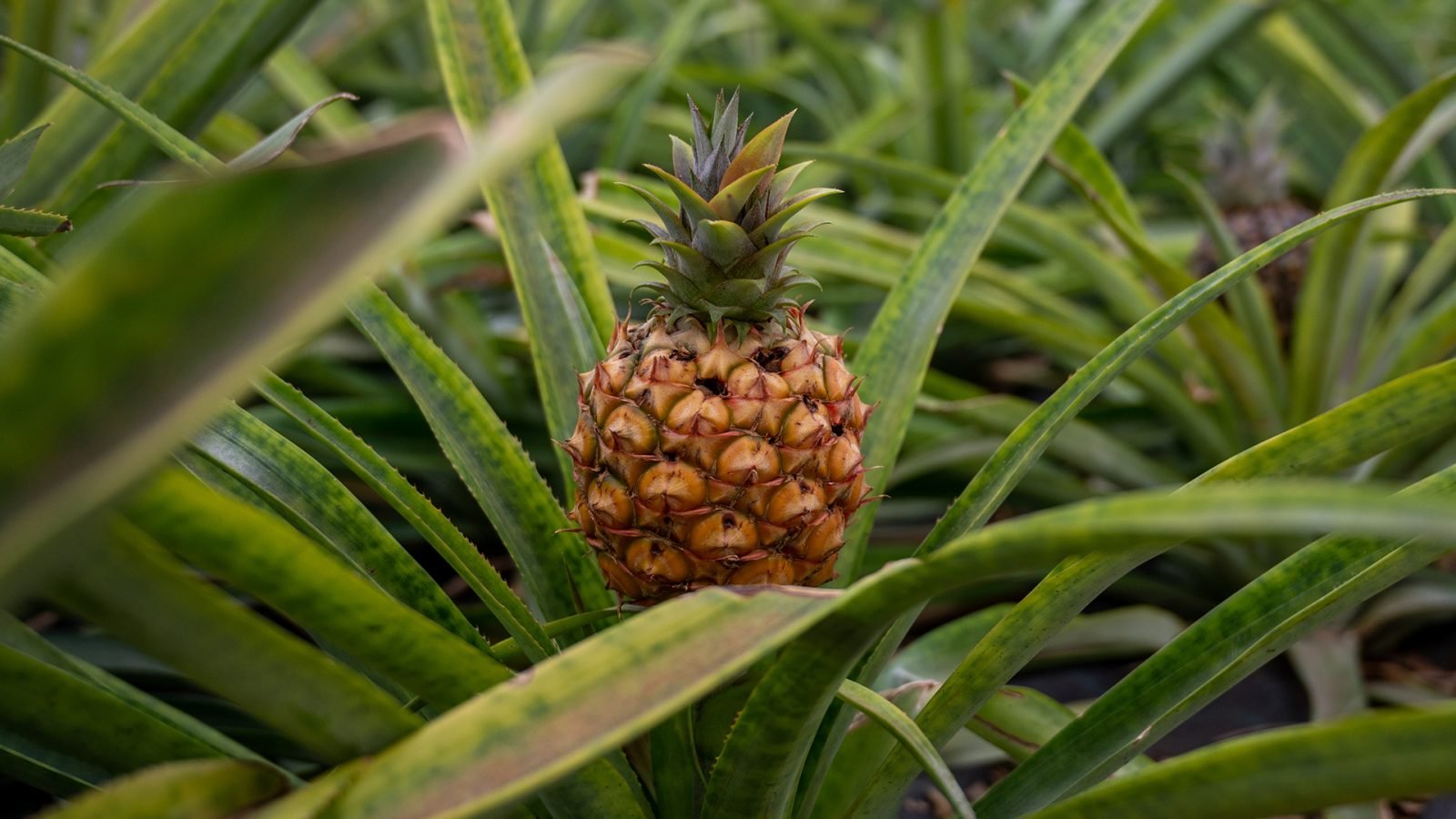 Ananas z plantacji w Ponta Delgada