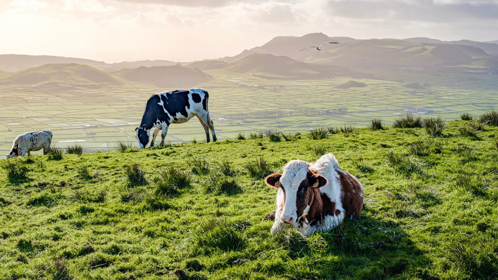 Krowy na wyspie Terceira