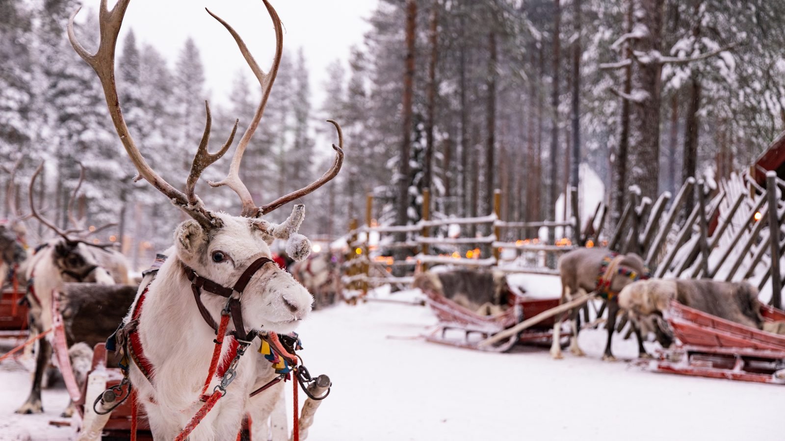 laponia-gdzie-mieszka-swiety-mikolaj-informacja