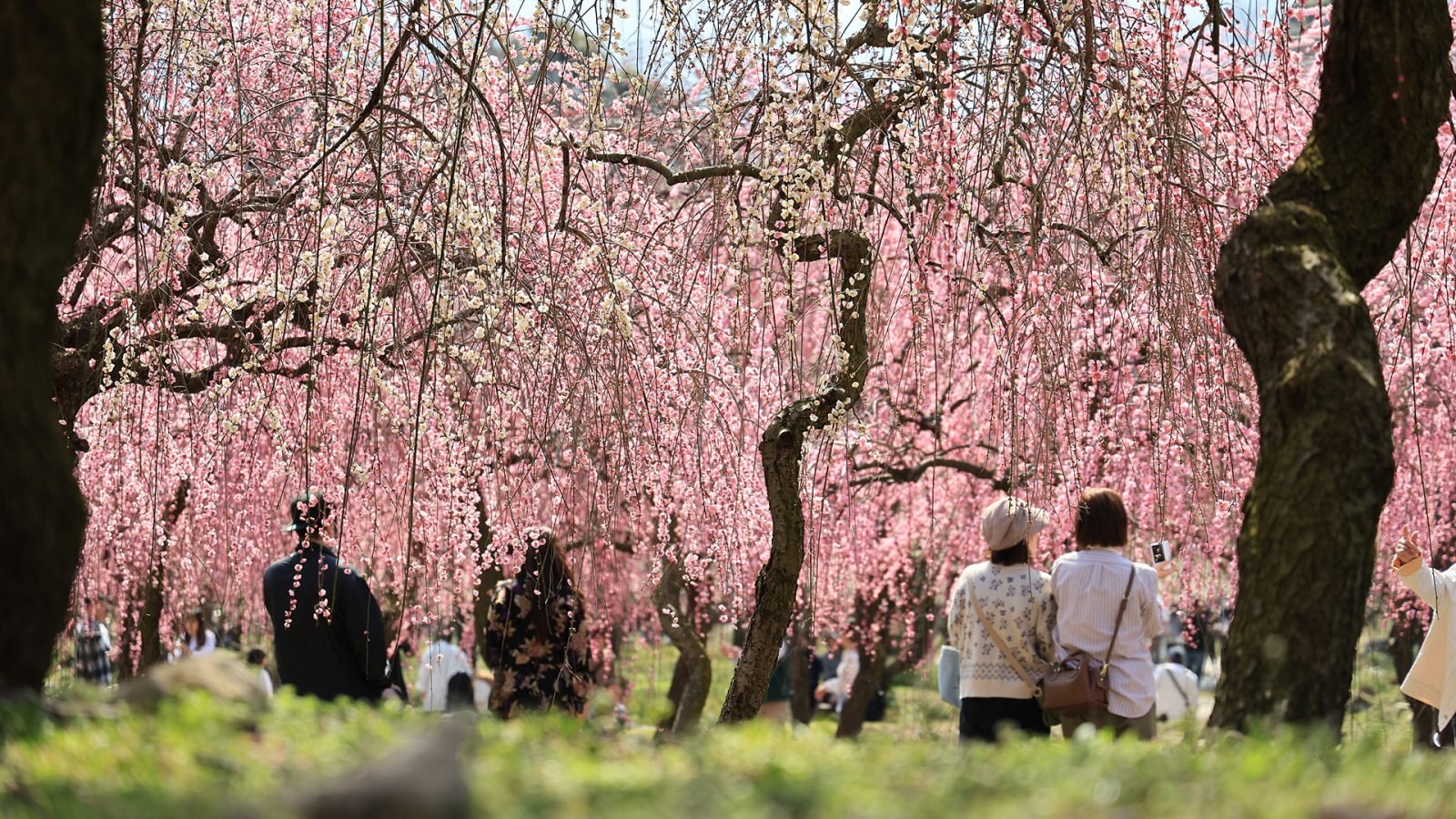 Kwiaty śliwy w pełnym rozkwicie w mieście Inabe w Japonii