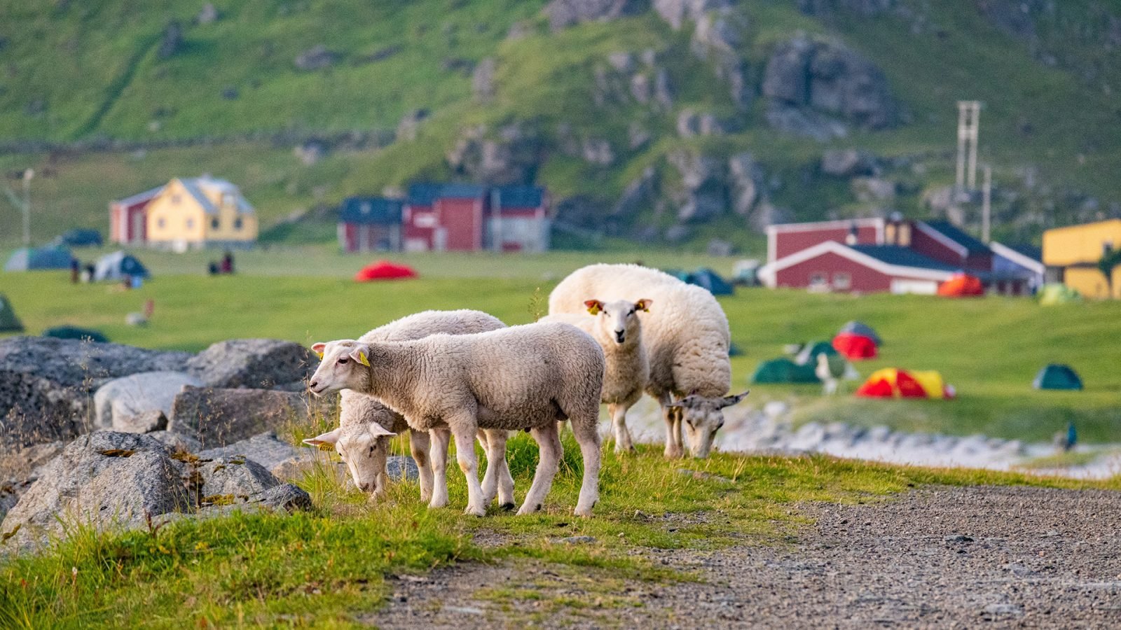 Owce na plaży Uttakleiv.