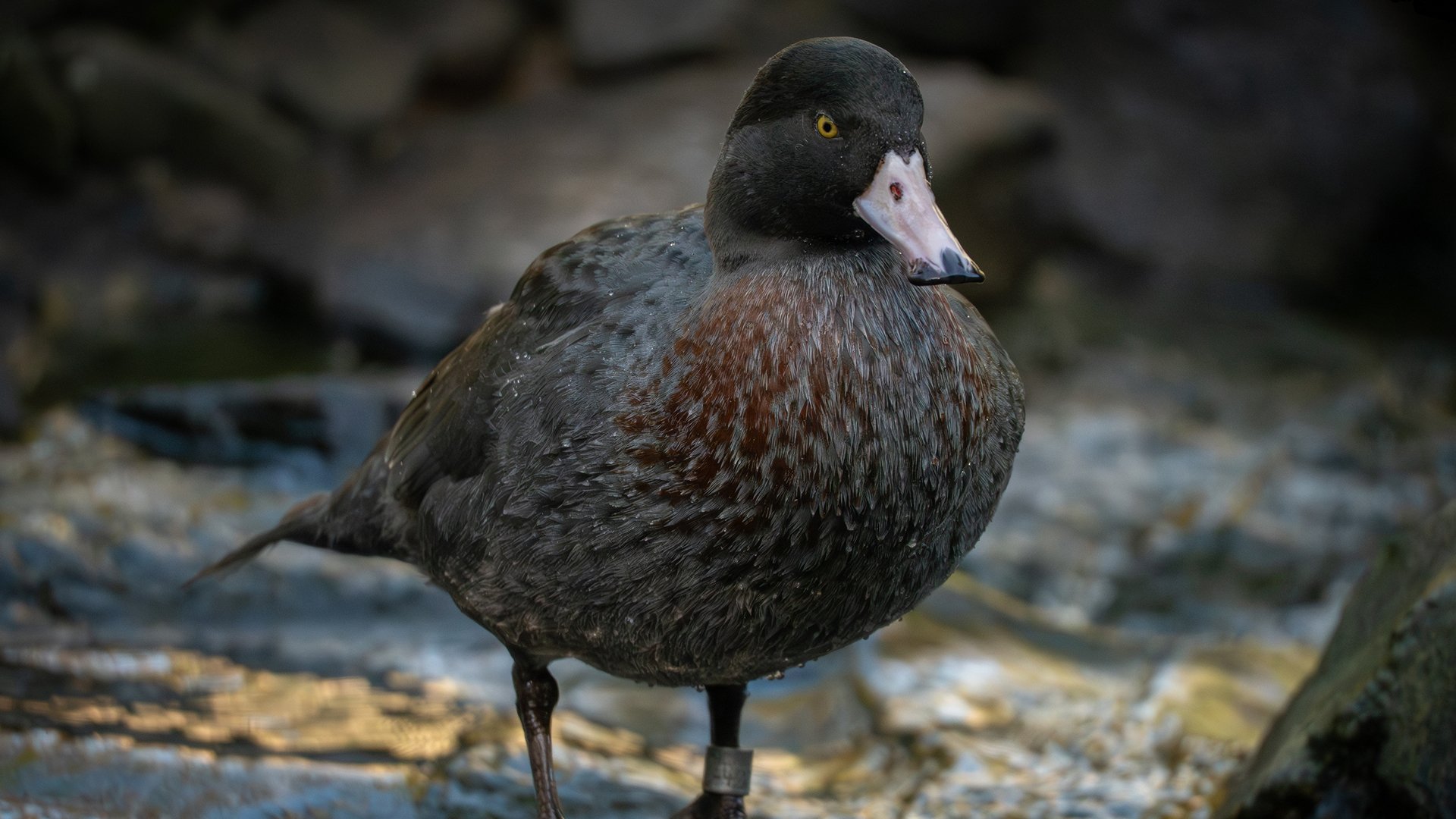 blue duck